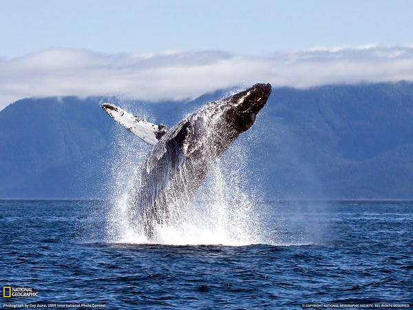 Images-Of-Whales-Wallpapers-060