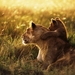 lion-with-Cub-1600x1080