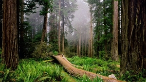 trees_wood_fern_fog_14732_1920x1080
