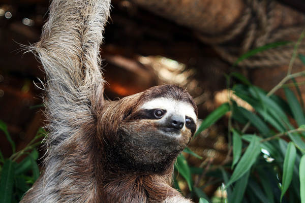 wildlife-jan-partin-sloth