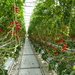 9. Emsbüren, Emsflower, vele soorten tomaten