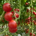 10. Emsbüren, Emsflower, tomaten