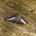 17. Emsbüren, Emsflower, de vlindertuin