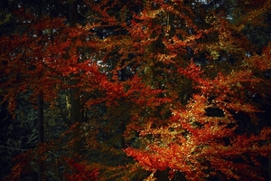 autumn-1765636_960_720