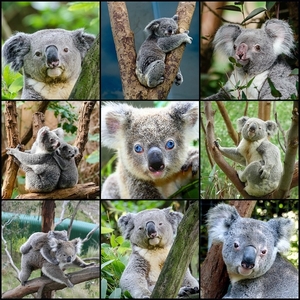 koala-2066411_960_720