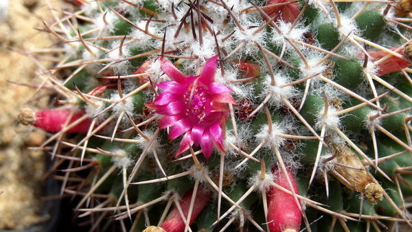 DSC06588Mammillaria polythele