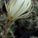 DSC06656Setiechinopsis mirabilis