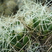 DSC06686Mammillaria decipiens ssp. camptotricha