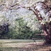 flowering-tree-349973_960_720