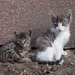 kittens-1700474_960_720