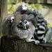lemurs-3436900_960_720