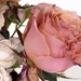 roses-1346679_960_720