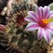 DSC06765Mammillaria blossfeldiana