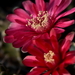 DSC_0105Gymnocalycium baldianum