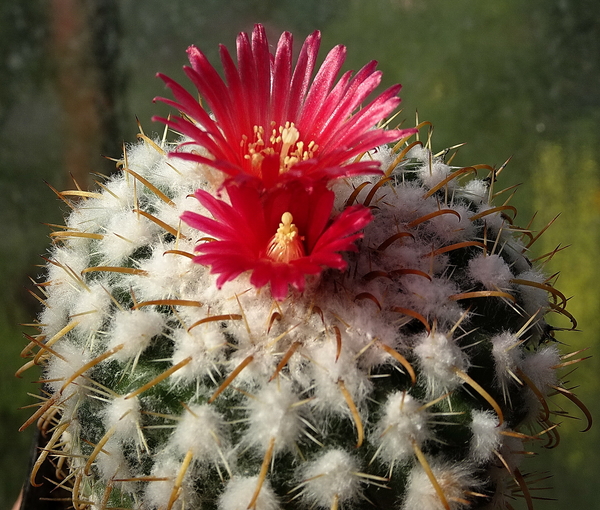 DSC02004Parodia schwebsiana