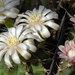 DSC02104Gymnocalycium anisitsi.Gymnocalycium friedrichii v. filad