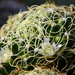 DSC_0151Mammillaria camptotricha cv. Marnier-lapostollei