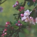 cherry-blossom-1209615_960_720
