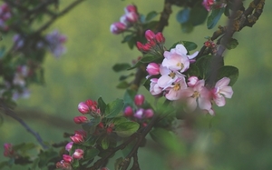cherry-blossom-1209615_960_720
