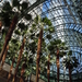 Palm_trees_in_Winter_Garden_Atrium