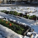 winter-garden-low-tunnel-com-fall-vegetable