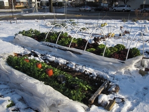 winter-garden-low-tunnel-com-fall-vegetable