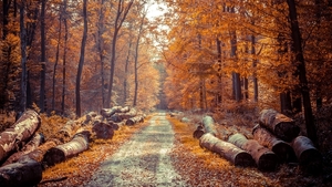 103862-road-forest-leaves-trees