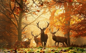 Deer-Wallpapers