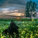 belgian-sheepdog-1738403_960_720