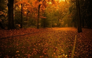 72023-road-leaves-nature
