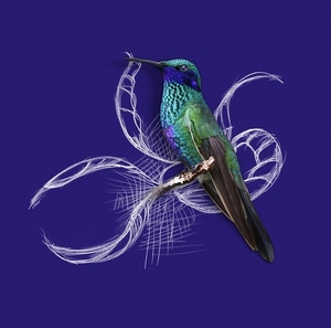 hummingbird-2014198_960_720