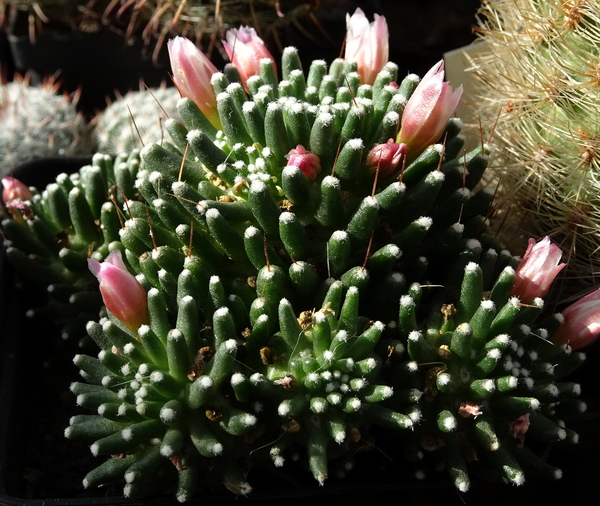 DSC02401Mammillaria painteri