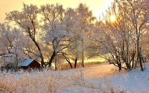 priroda-zima-sneg-derevya-604094