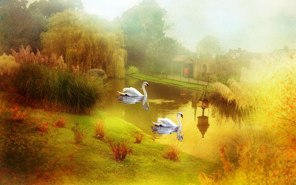 swans-on-the-lake-2K-wallpaper