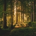 forest-1627763_960_720