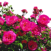 roses-1596005_960_720
