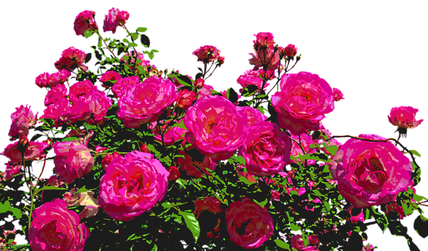 roses-1596005_960_720
