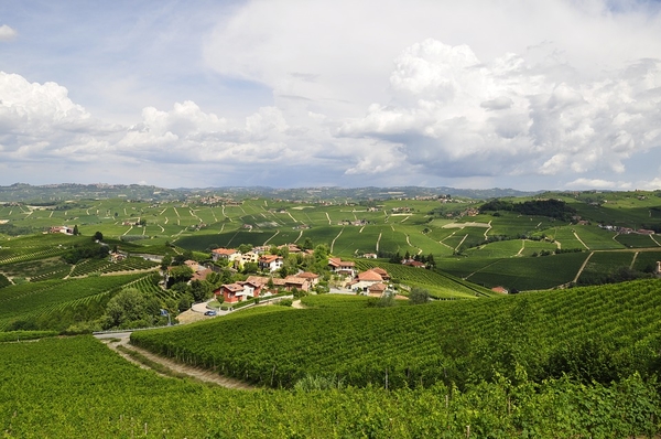 vineyards-3094144_960_720