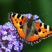 butterfly-1705523_960_720