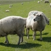 sheep-3104572_960_720