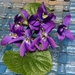 violets-3635419_960_720