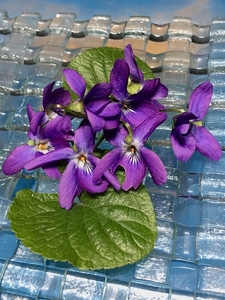 violets-3635419_960_720