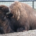 090103 bison (1)