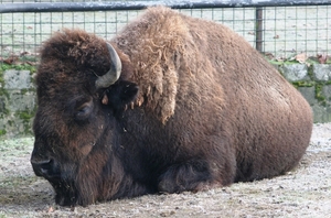 090103 bison (1)