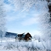 wallpaper_nature_winter_background
