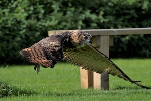eagle-owl-1710664_960_720