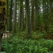 forest-3550578_960_720