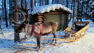 scp_reindeer