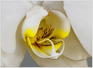 20130224_IGP0737_Witte orchideeën 2-72