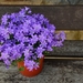 flowerpot-1372452_960_720